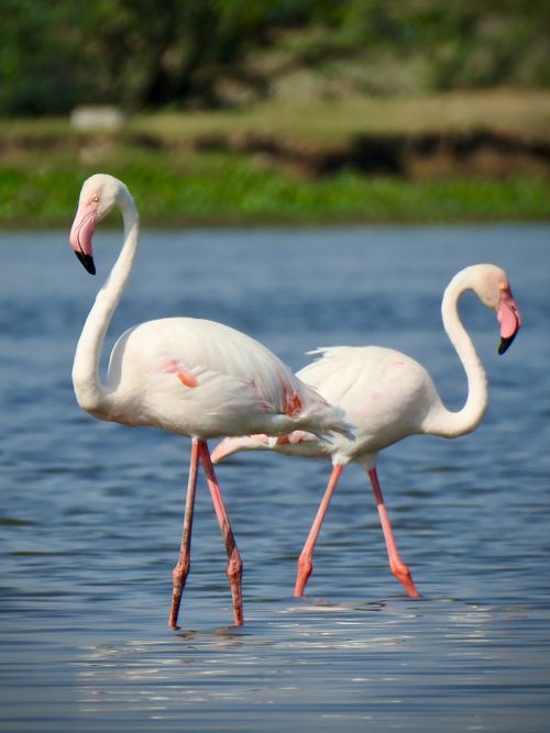 Free Two elegant flamingos standing gracefully in a serene body of water with a lush green background. Stock Photo