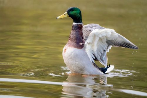 Free A mallard duck with vibrant plumage spreading its wings on calm water, creating ripples. Stock Photo