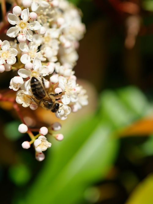 Free Close-shot of a honeybee on white spring flowers, highlighting nature's beauty and pollination process. Stock Photo