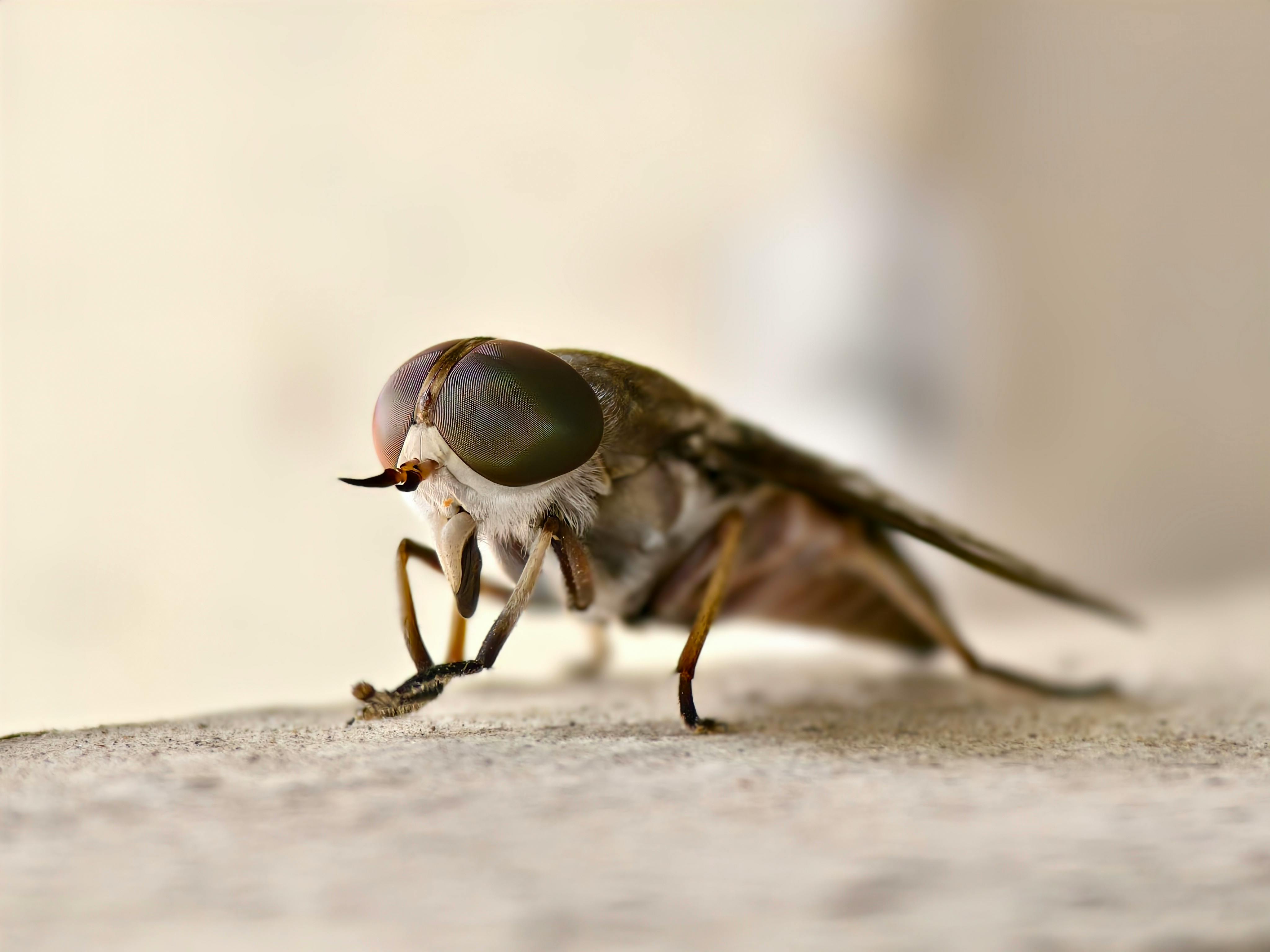 Detailed macro shot of a horsefly showcasing its intricate features.