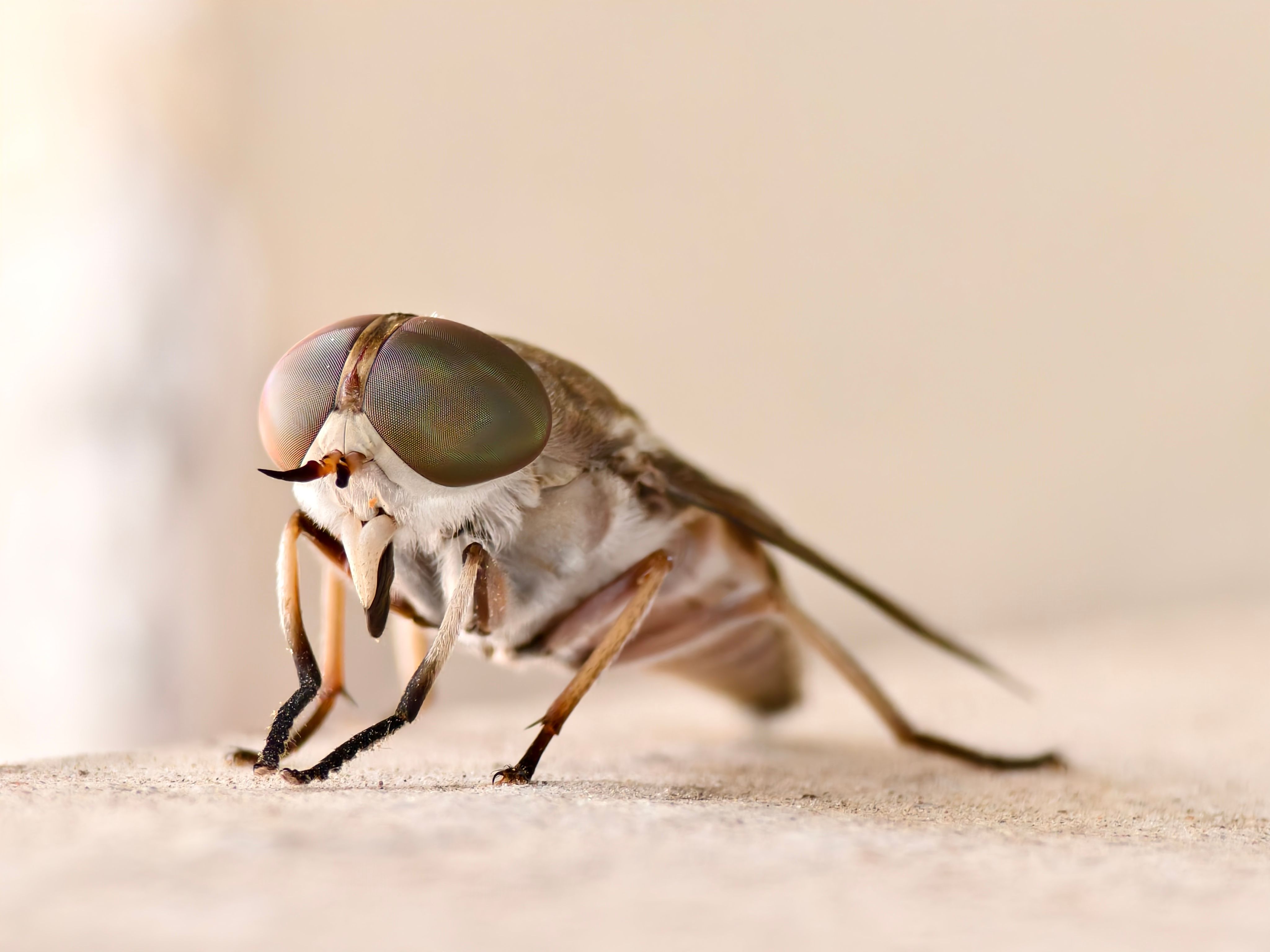 Get crisp close-ups of insects on a moving trail — build a light field kit