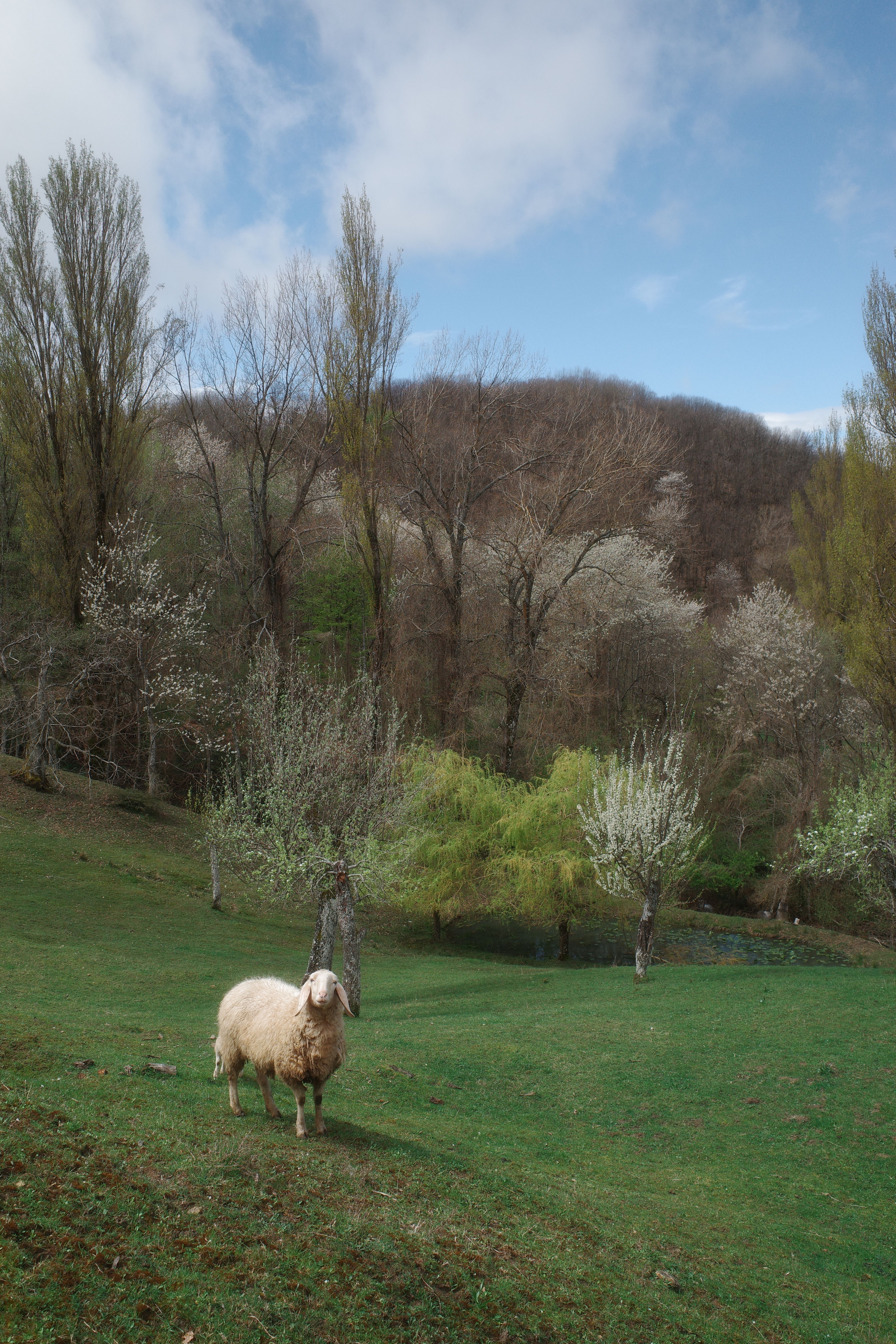 Serene Spring Landscape with Lone Sheep · Free Stock Photo