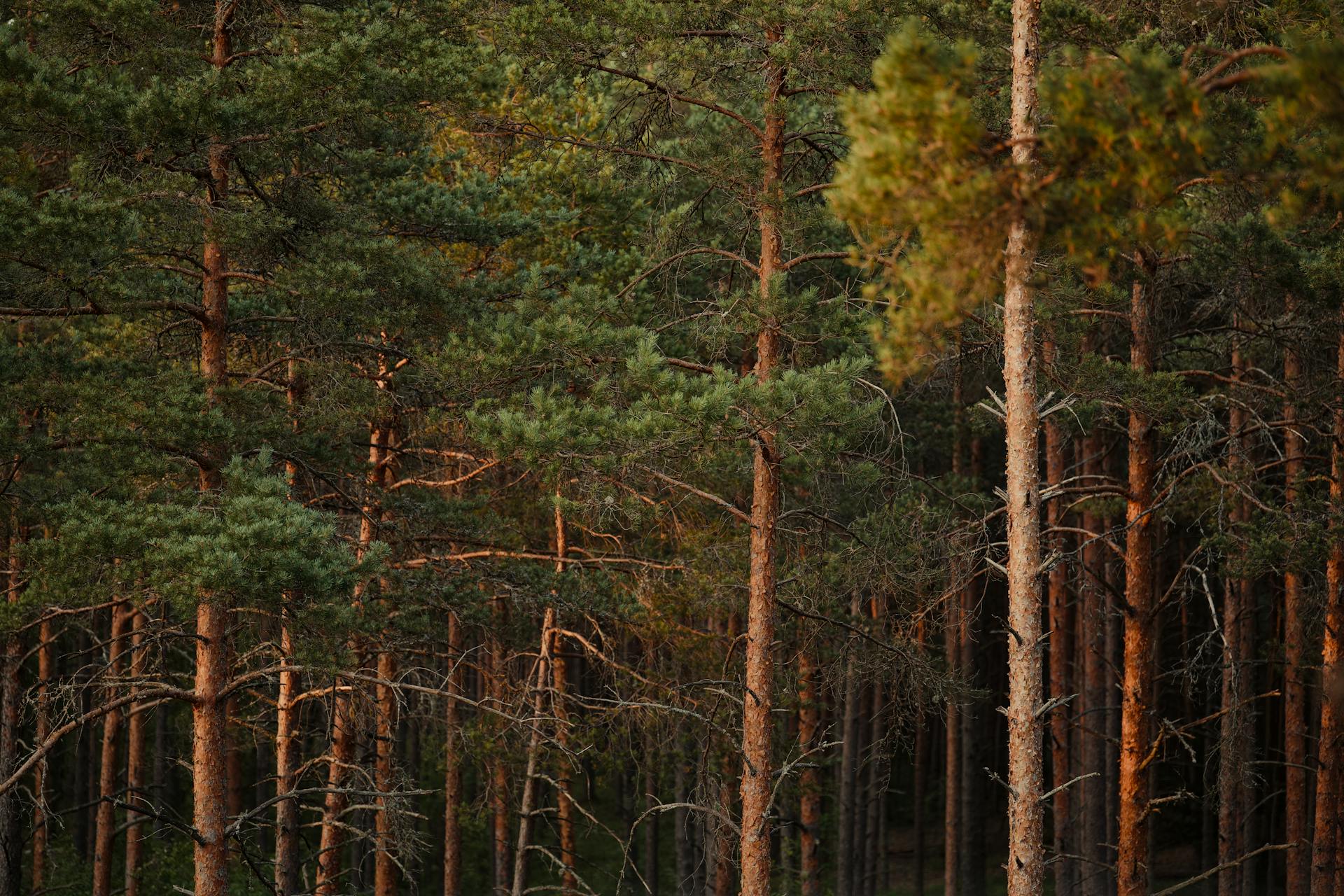 Free stock photo of conifer, evergreen trees, foliage