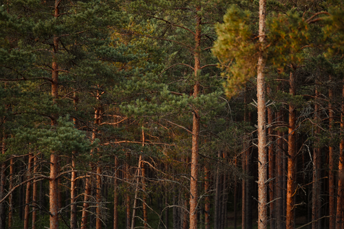 Free Dense pine forest with rich green foliage and trunks at sunset, creating a serene woodland scene. Stock Photo