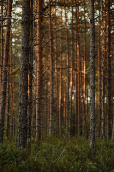 A tranquil coniferous forest scene with tall pines and dense undergrowth.
