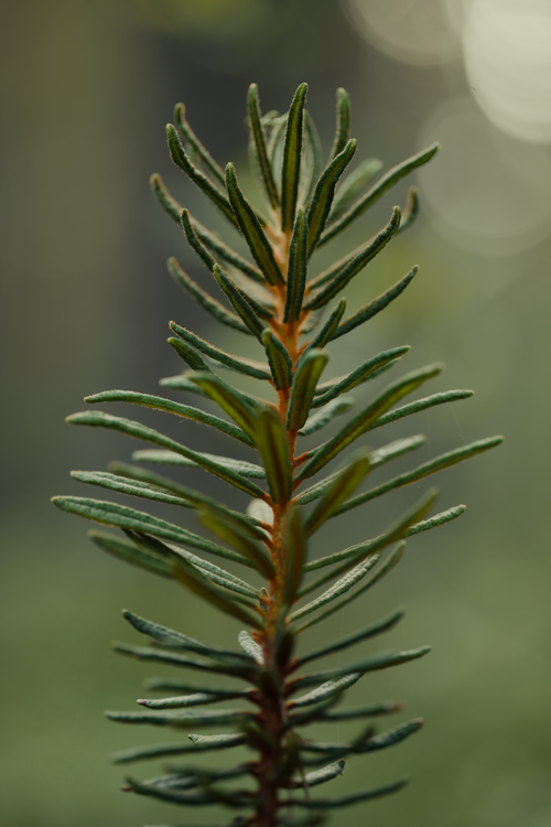 Free Detailed close-up of an evergreen plant with soft, natural light creating a serene atmosphere. Stock Photo