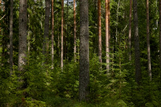 Stunning view of a dense coniferous forest with tall evergreen trees and lush green undergrowth.