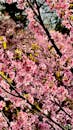 Vibrant Cherry Blossom Trees in Full Bloom