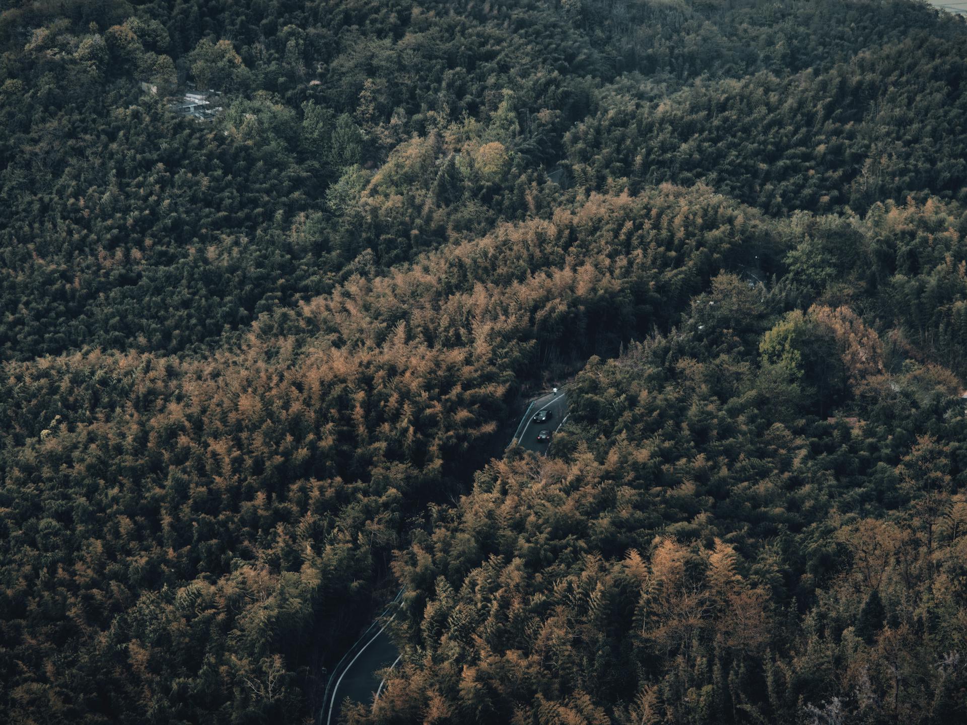 Aerial shot showcasing a dense, lush bamboo forest in Hangzhou, with winding roads visible below.