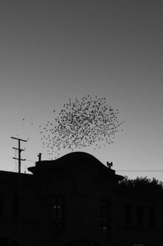 Silhouette of birds flocking over an urban building against a twilight sky.