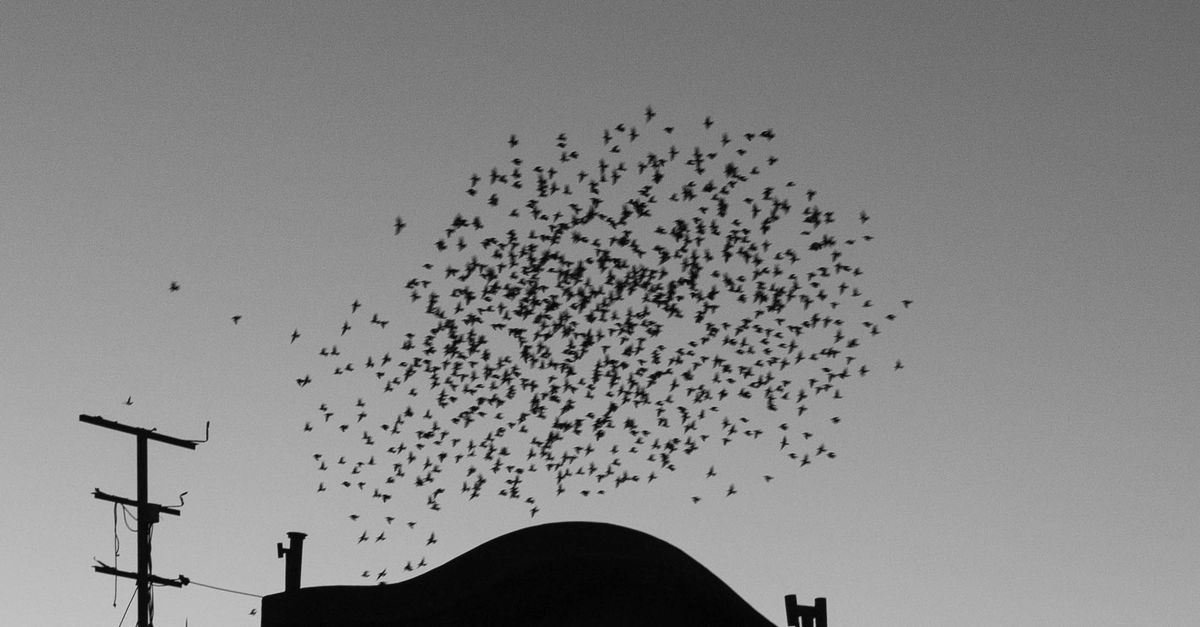 Over Flocking Bird Flocking Over Building at Dusk · Free Stock Photo