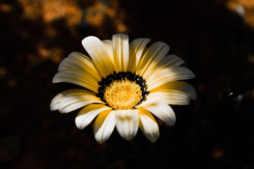 Free Detailed macro photo of a yellow flower with a dark, contrasting background. Stock Photo