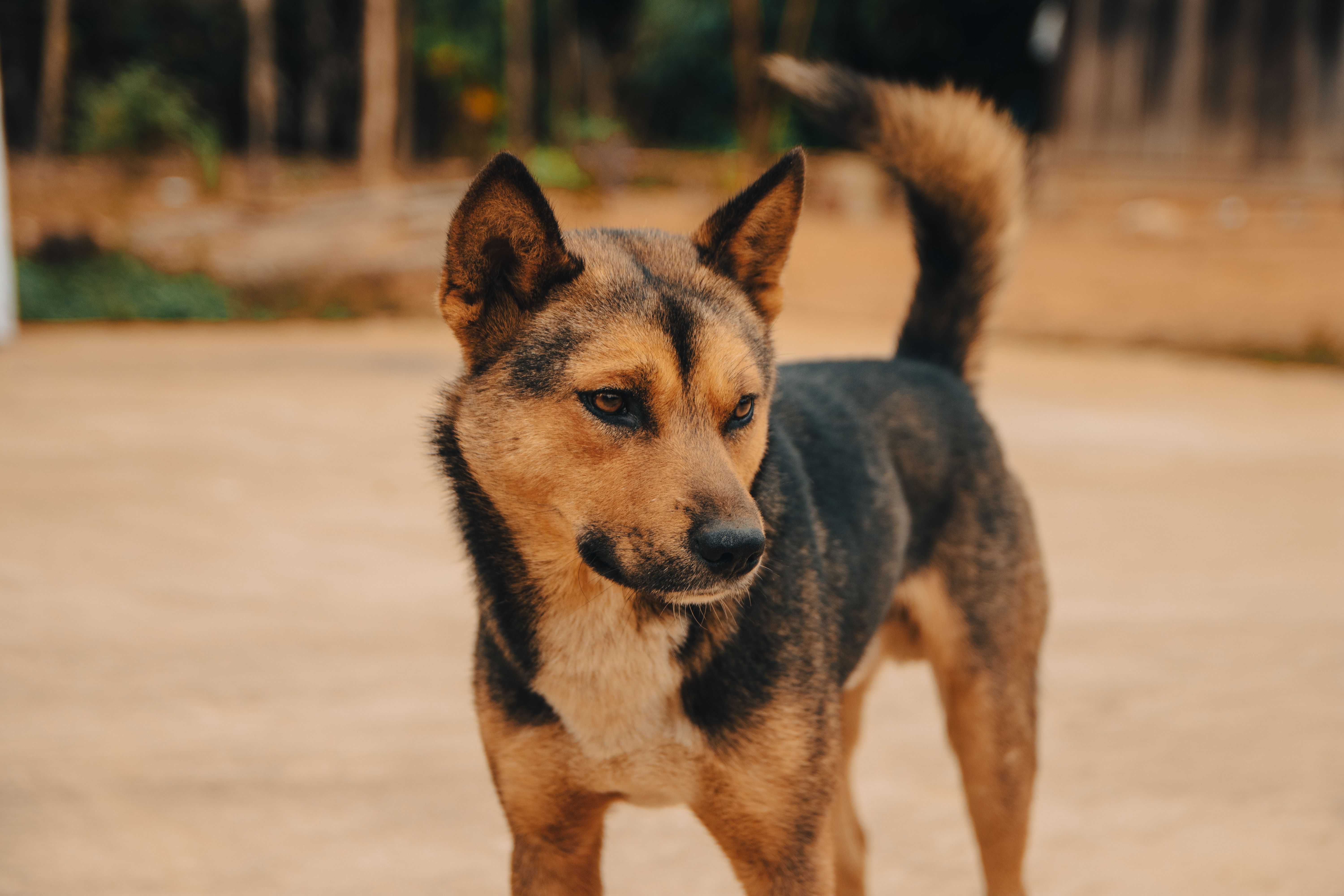 Portrait of a native dog standing outdoors in Gia Lai, Vietnam.