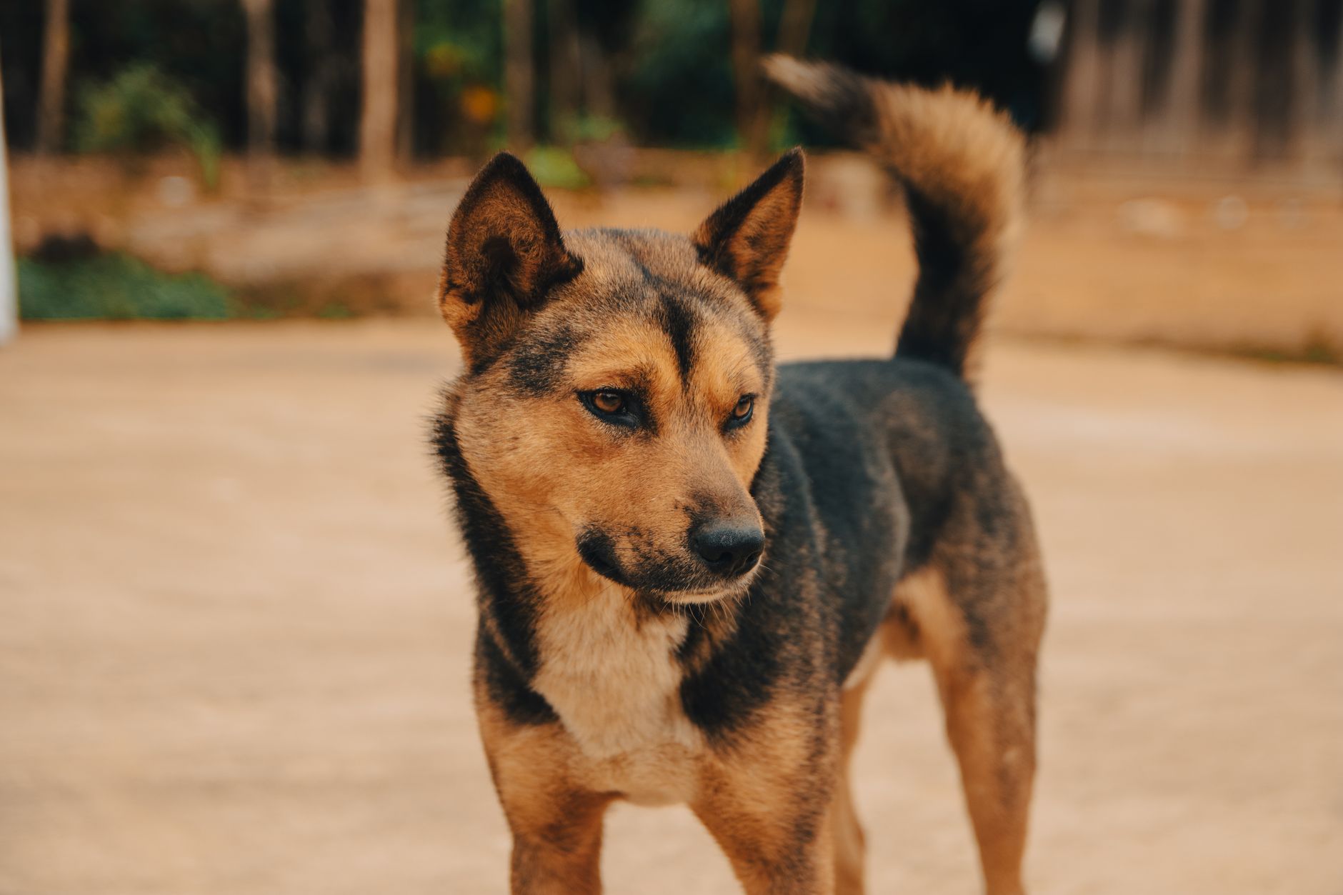 Portrait of a dog at a veterinary clinic