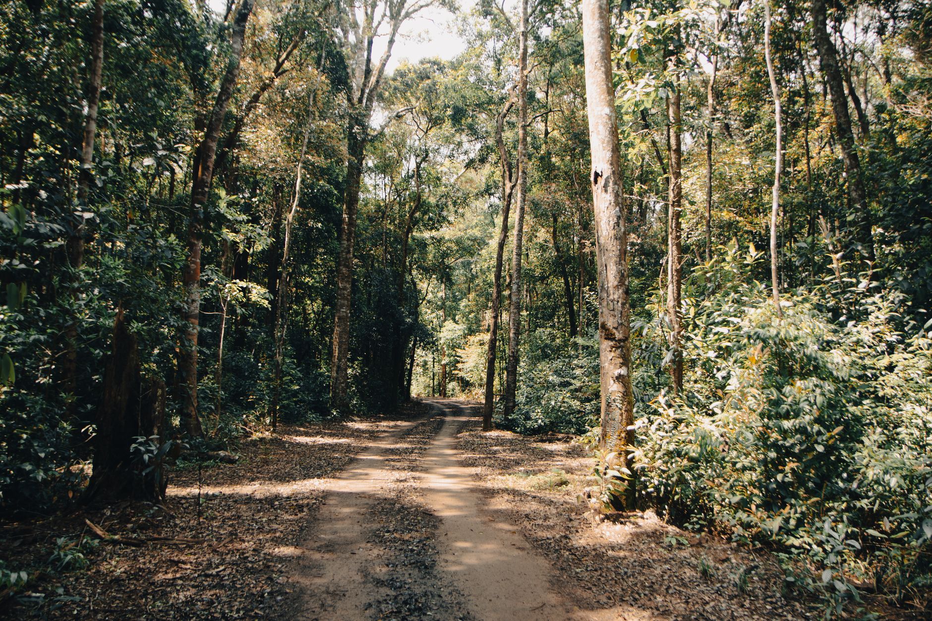 Sunlit path through lush forest in Gia Lai, Vietnam, captured in a serene summer setting.