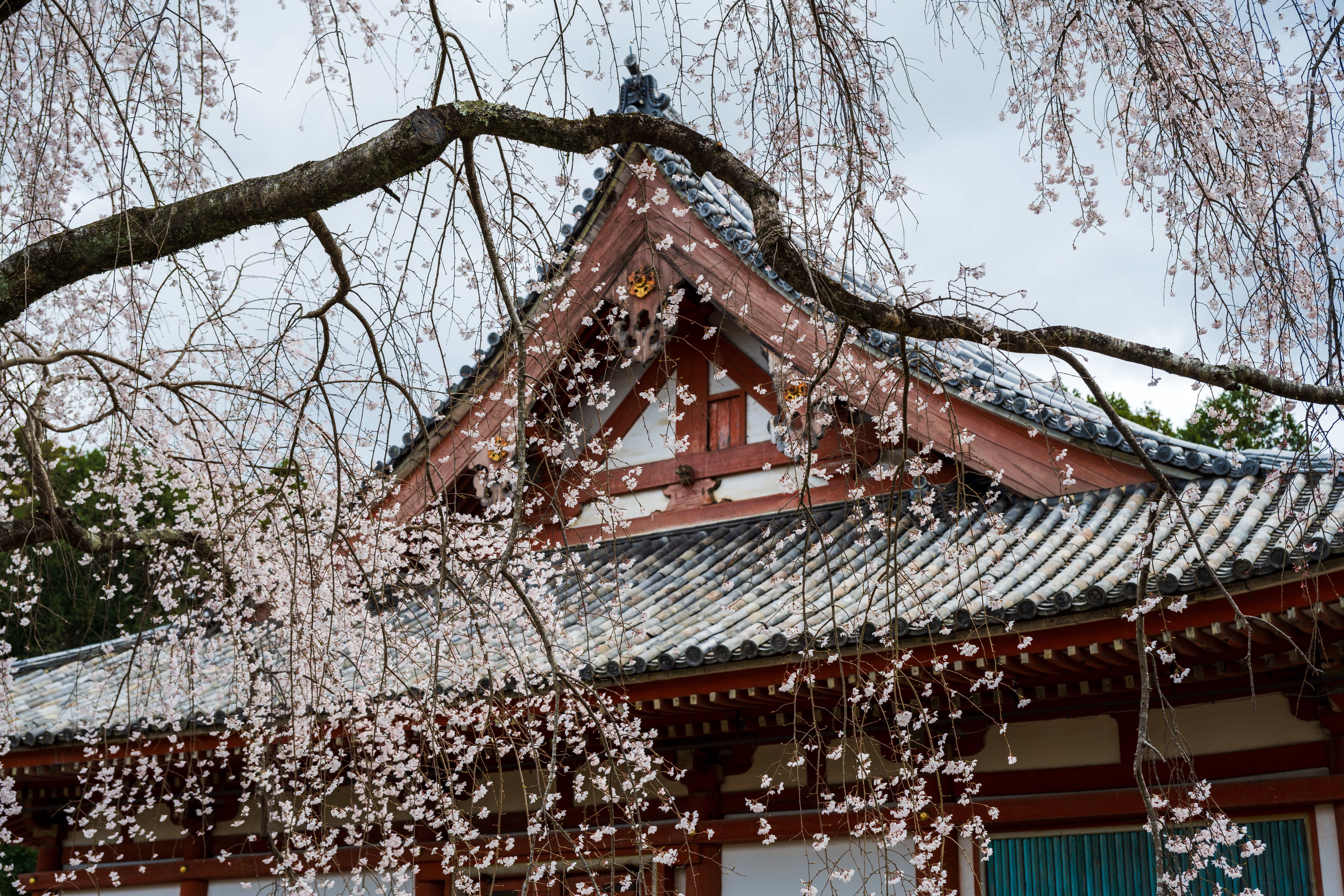 Traditional Japanese Temple with Sakura Blossoms · Free Stock Photo
