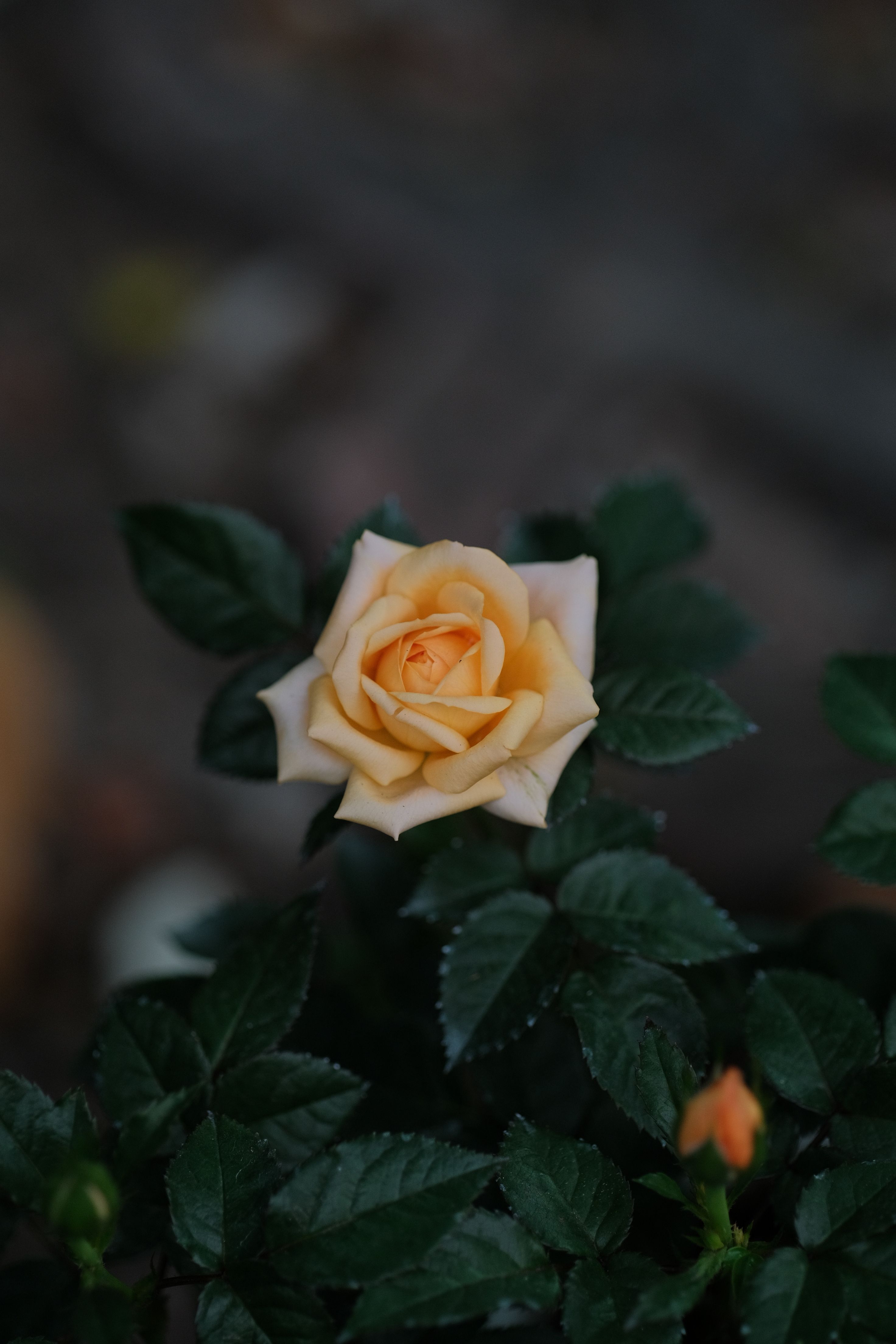 Close-up of a Single Yellow Rose Bloom in Garden · Free Stock Photo