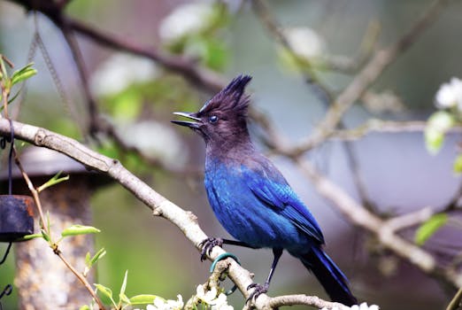 A stunning Steller's Jay perched on a branch, displaying vibrant blue plumage in a natural setting.
