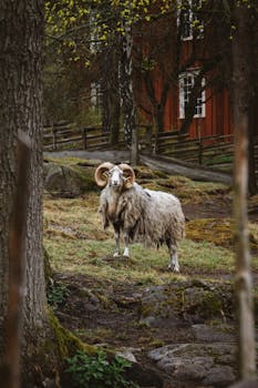 A picturesque view of a ram standing amid lush Swedish countryside, showcasing rustic charm.