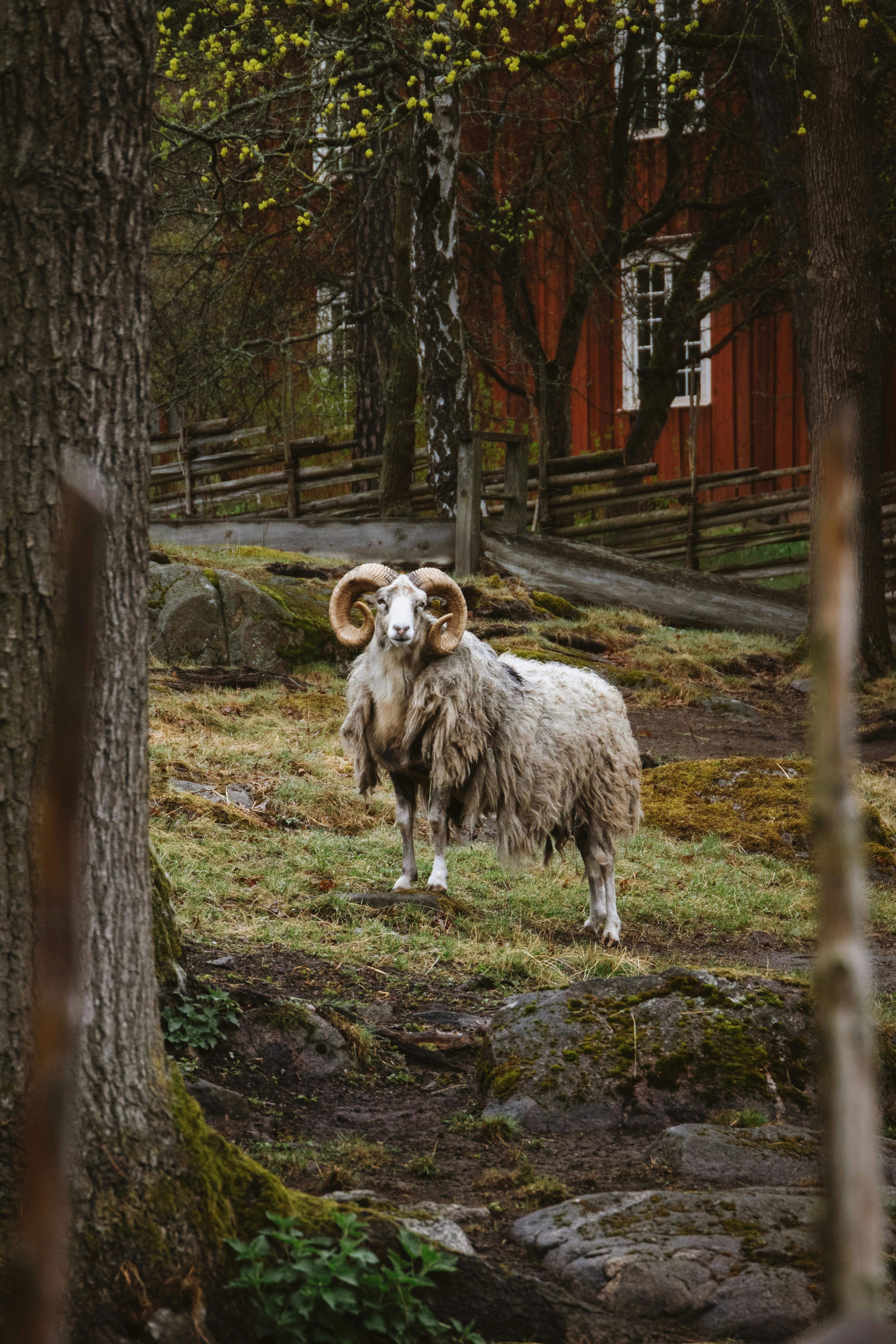 grátis Uma vista pitoresca de um carneiro em meio à exuberante paisagem rural sueca, exibindo um charme rústico. Foto profissional