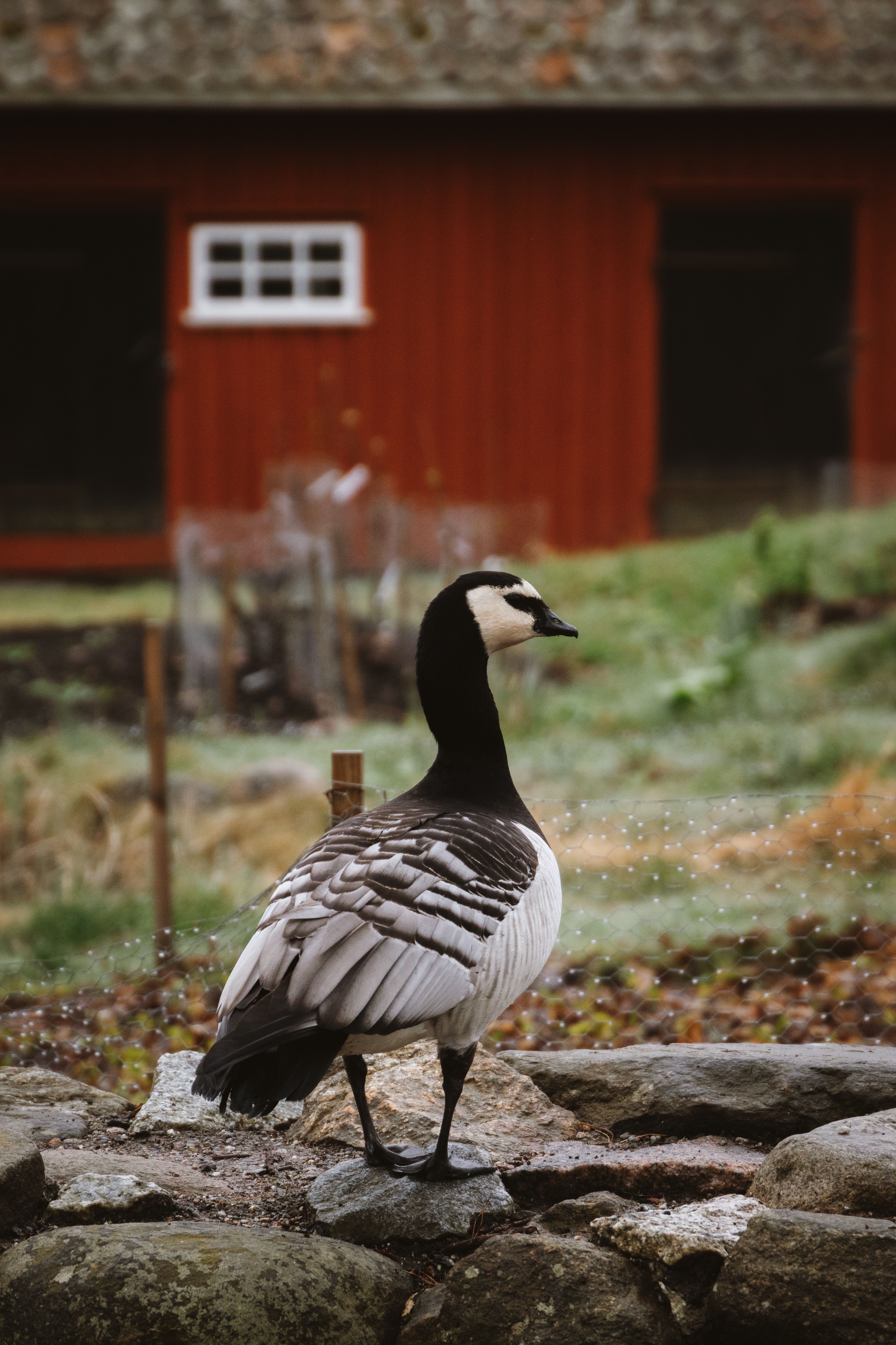 A barnacle goose stands near a rustic red barn in Sweden.