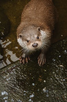 Close-up of an otter standing on a wet, moss-covered rock in Sweden.