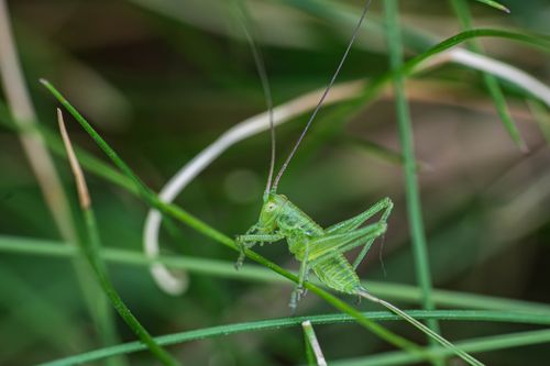 Free Macro shot of a vibrant green grasshopper perched on grass in natural setting. Stock Photo
