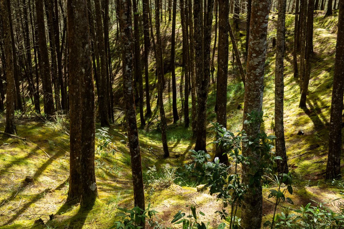 Paisaje natural de la selva misionera