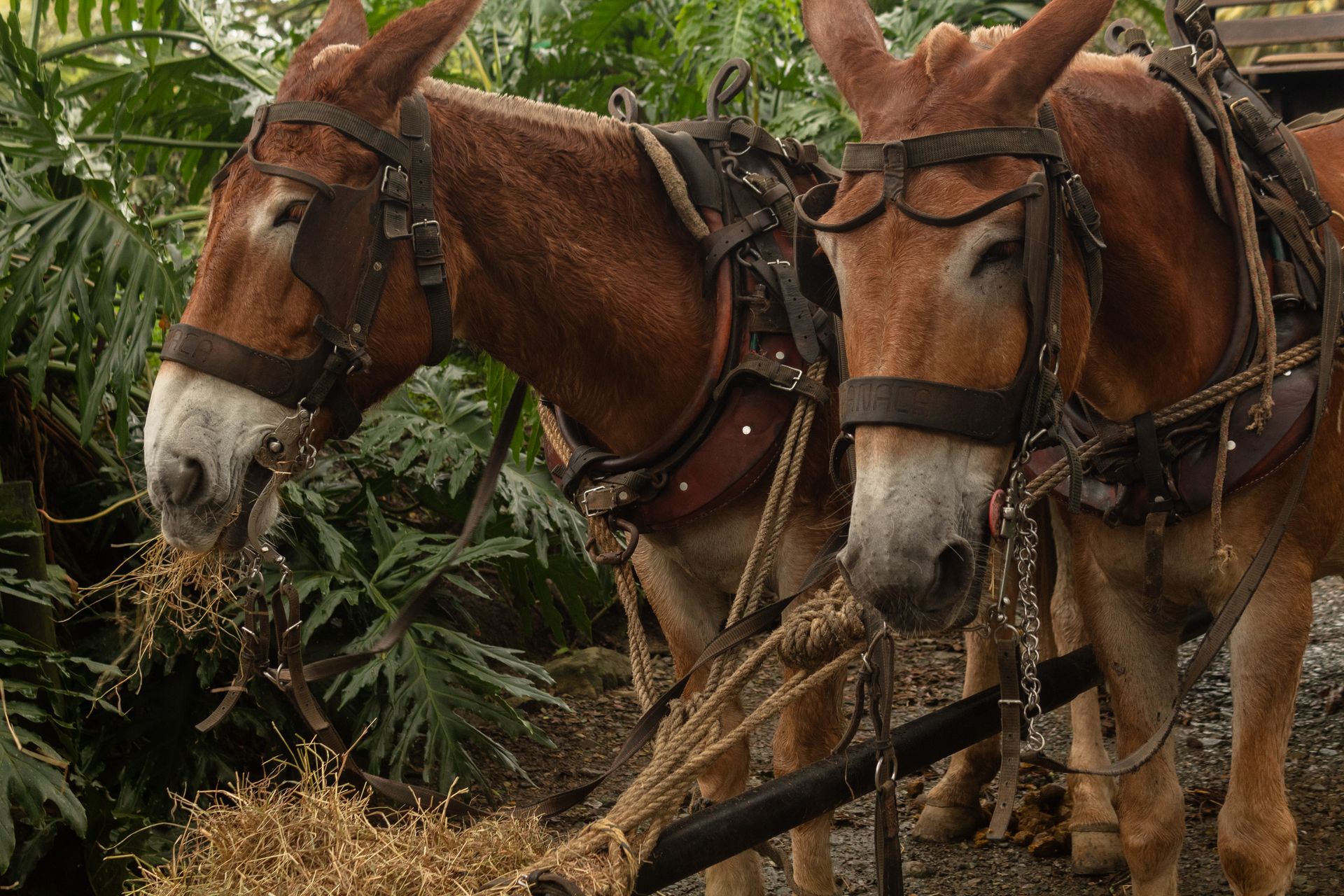 Two brown mules in harnesses standing in a jungle environment, showcasing their natural habitat.