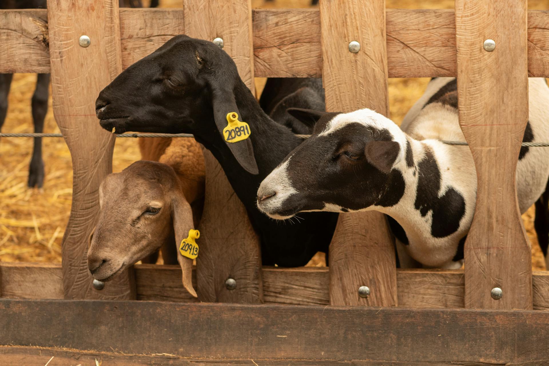 A group of three goats with ear tags peeks through a wooden fence at a farm.