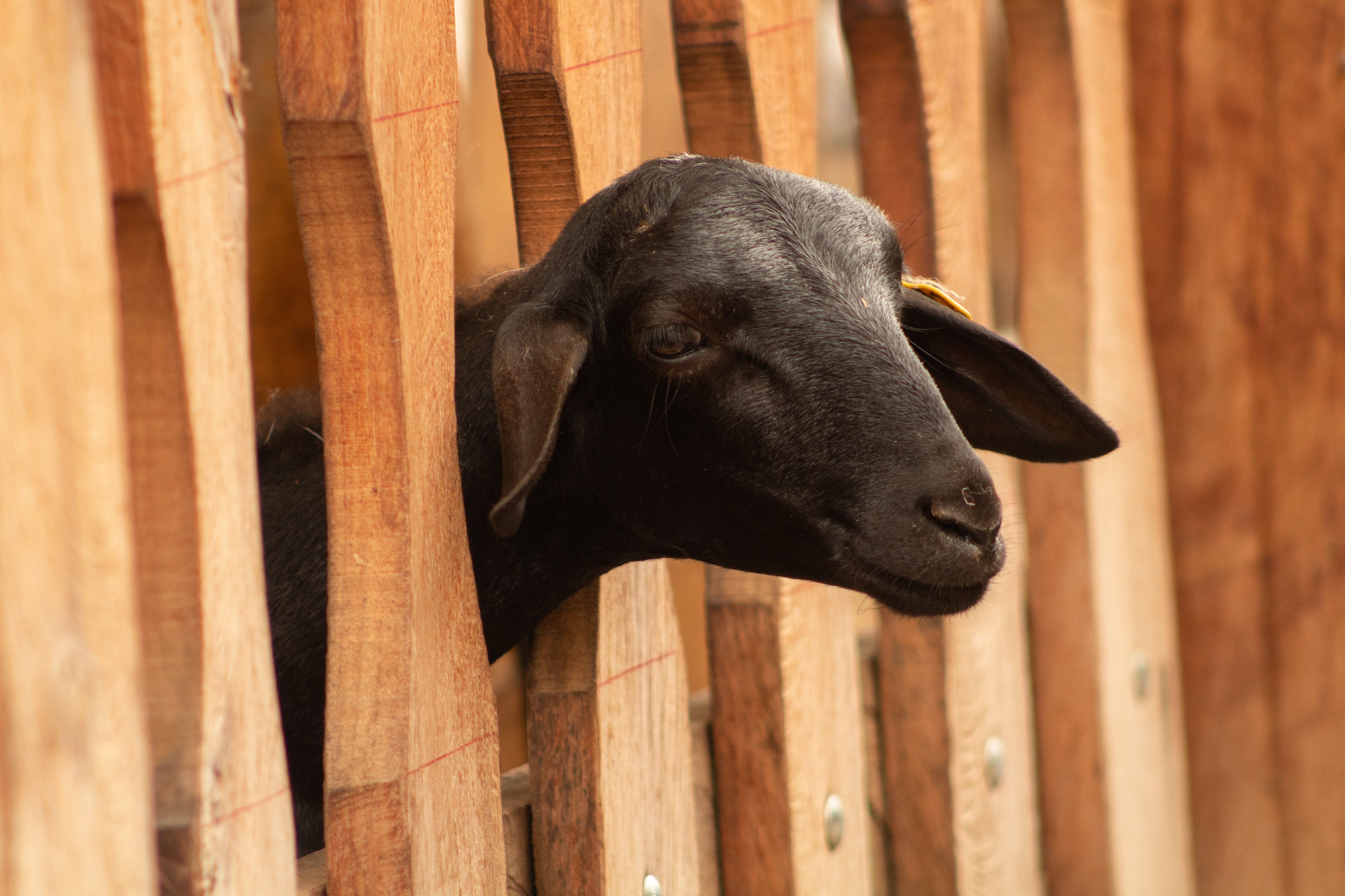 Goat Vector Photos, Download The BEST Free Goat Vector Stock Photos ...