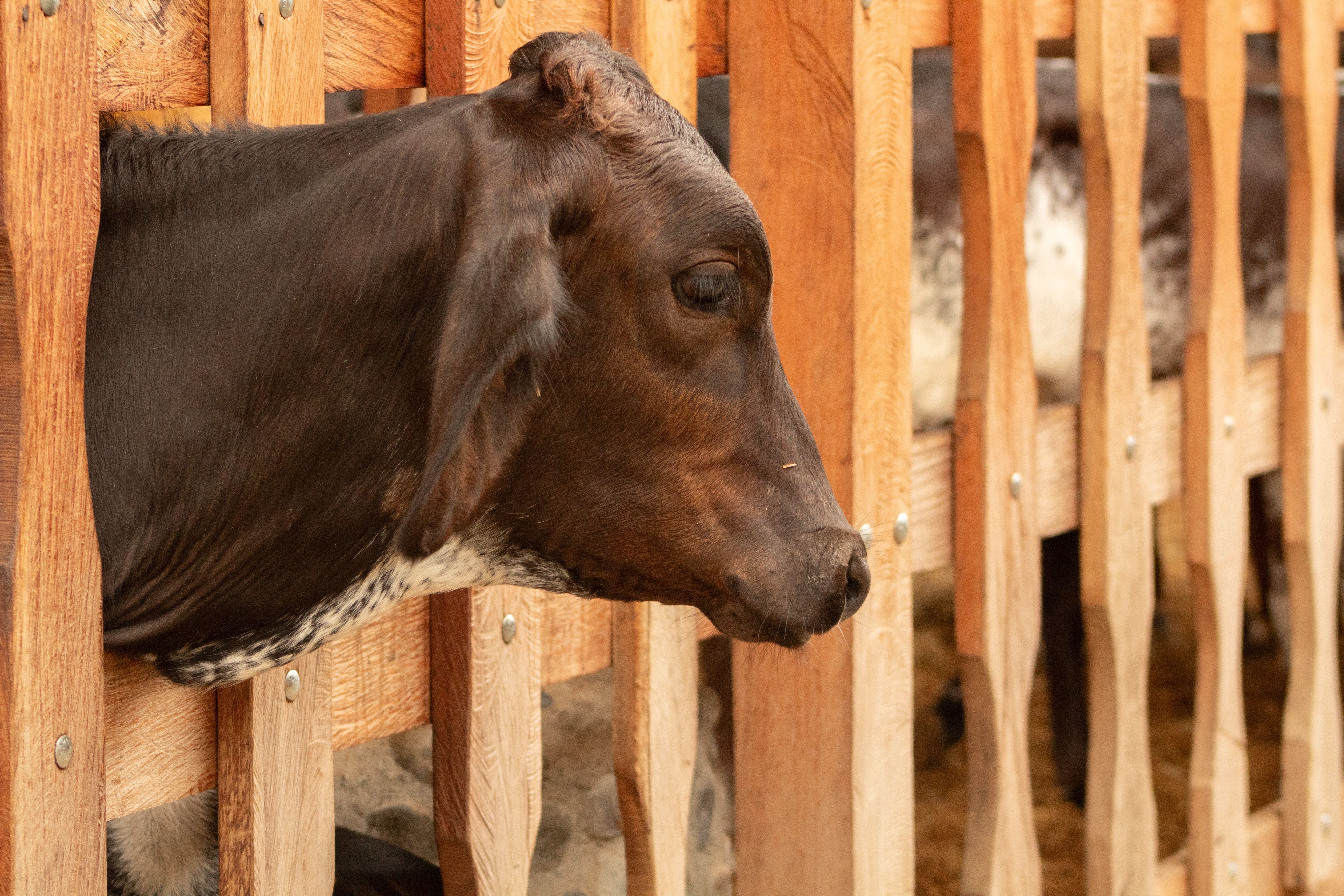 A cow peeks through a wooden fence at a rural farm setting, highlighting its features.