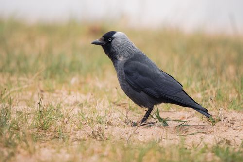 Free Detailed photo of a Western Jackdaw on grass in Jönköping, Sweden. Stock Photo