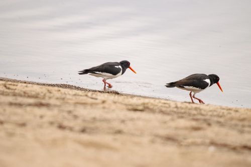 Free Two Eurasian oystercatchers walk along the beach in Jönköping, Sweden. Stock Photo