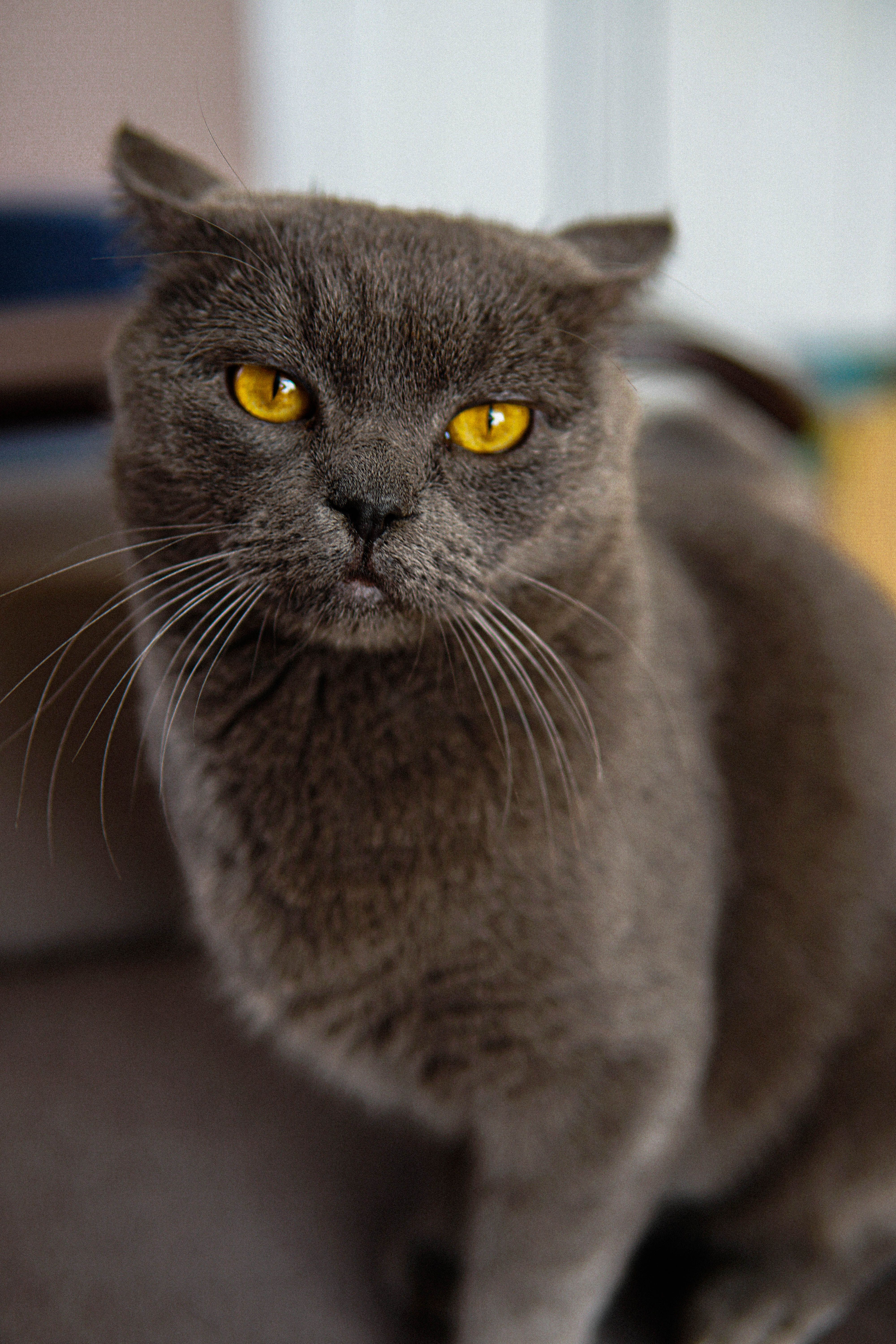 Comportement des chats : comprendre les gestes - illustration