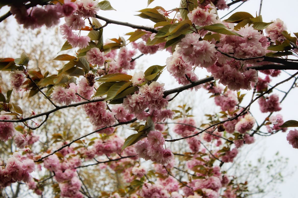 Cherry blossom sakura trees at Ueno Park Tokyo