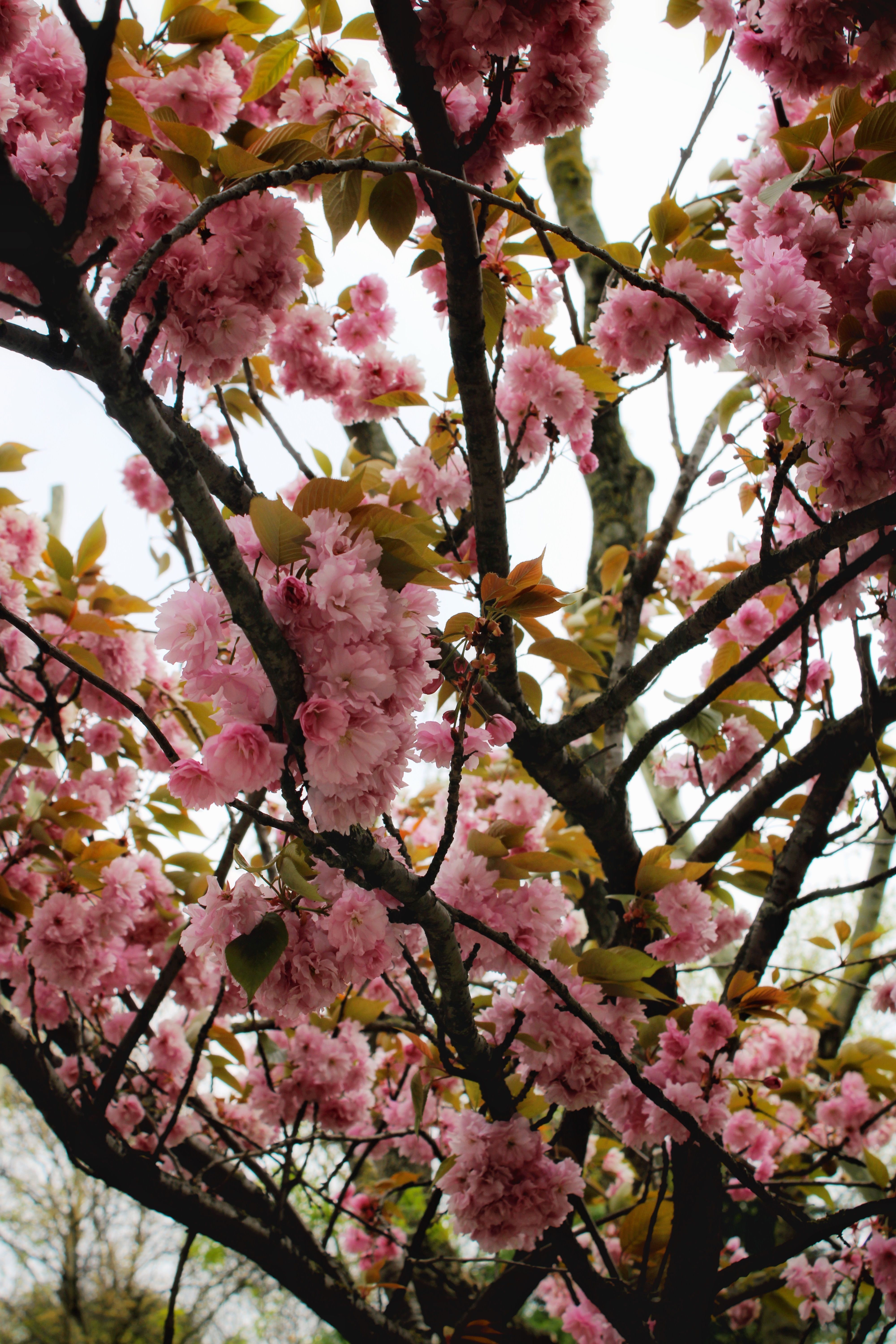 Hunza Cherry Blossom Festival