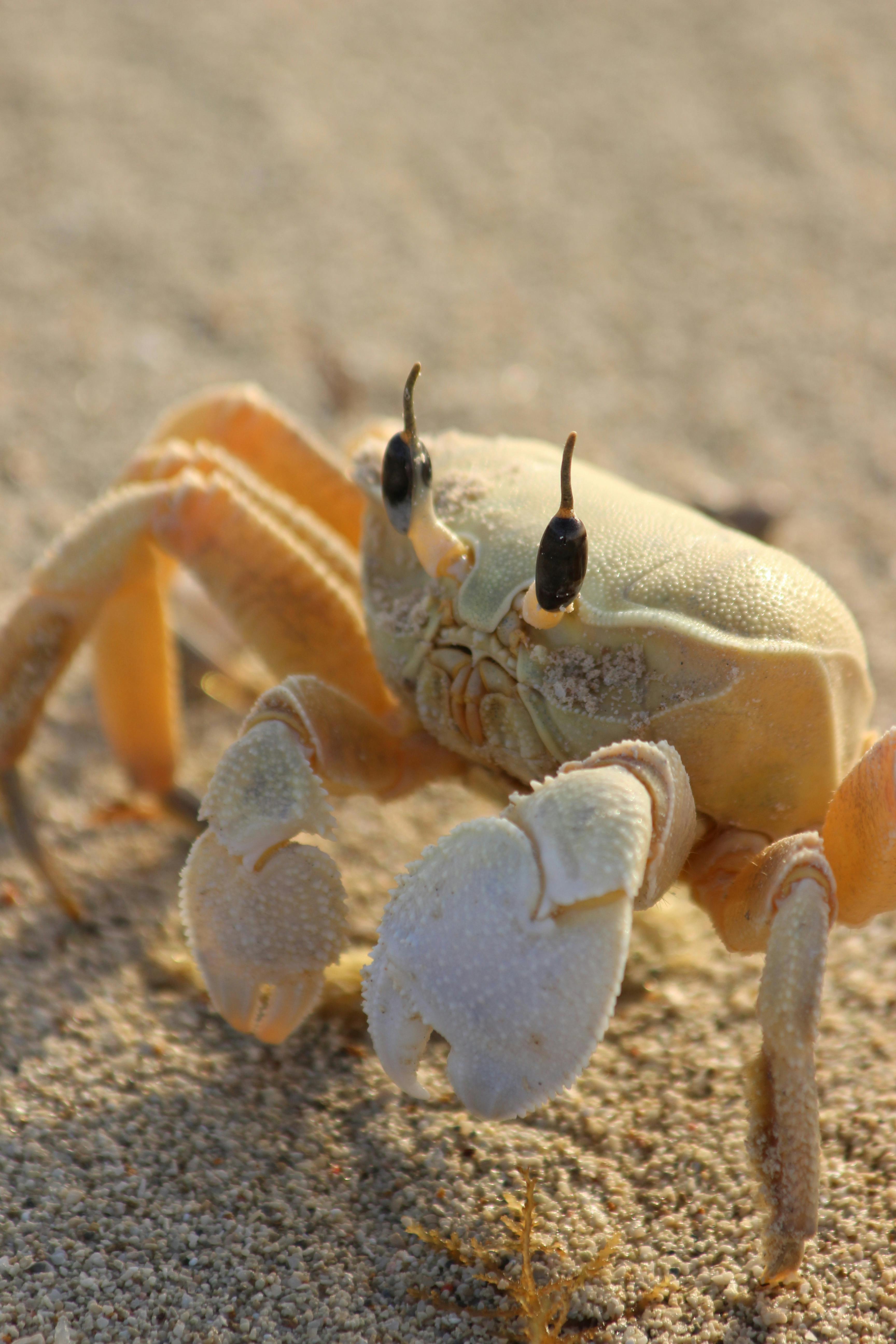 Close-up shot of a ghost crab on sandy beach under sunlight.