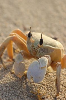 Close-up shot of a ghost crab on sandy beach under sunlight.