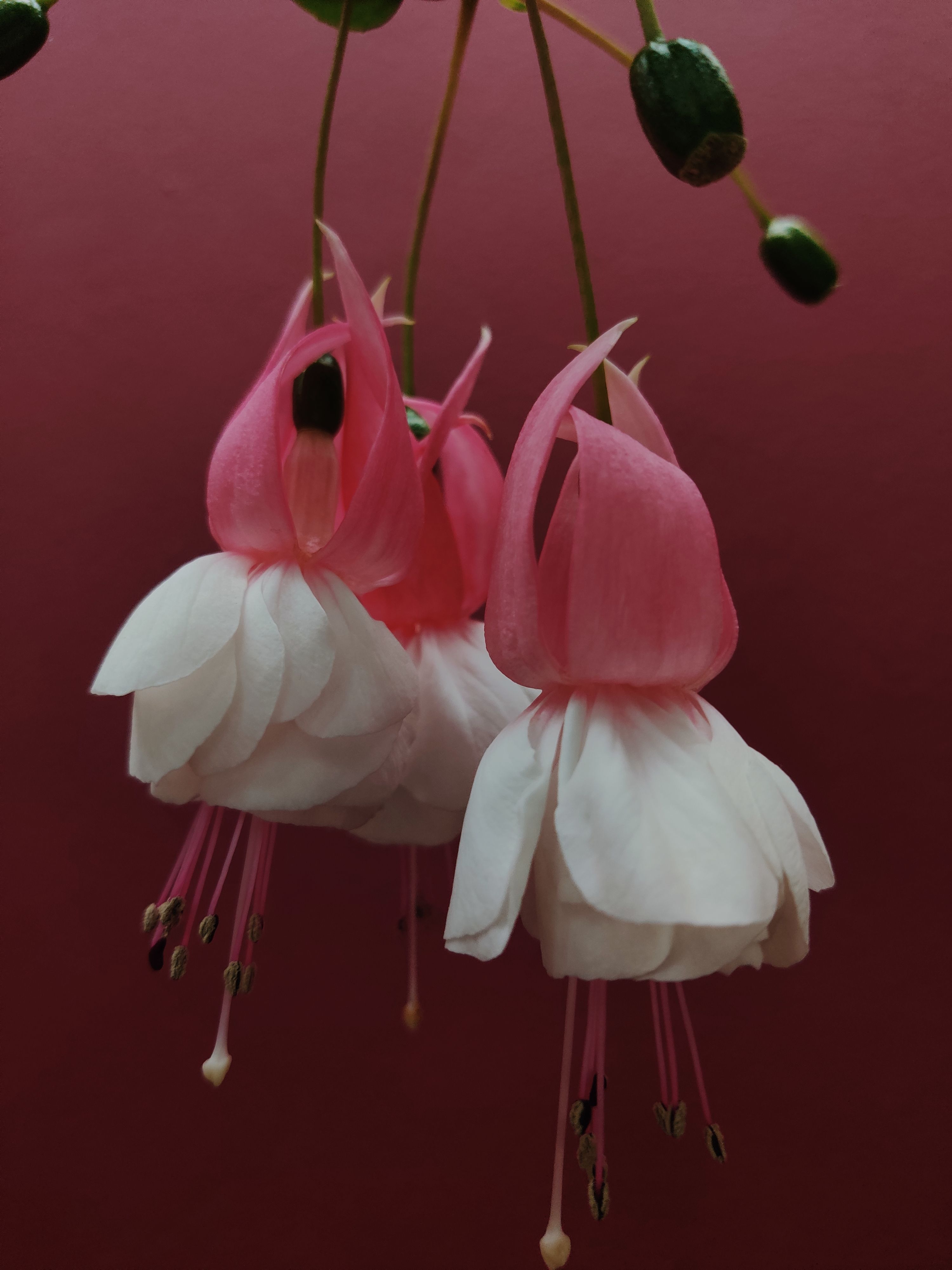 Delicate pink and white fuchsia flowers elegantly hanging against a rich red background.
