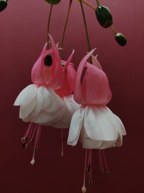 Delicate pink and white fuchsia flowers elegantly hanging against a rich red background.