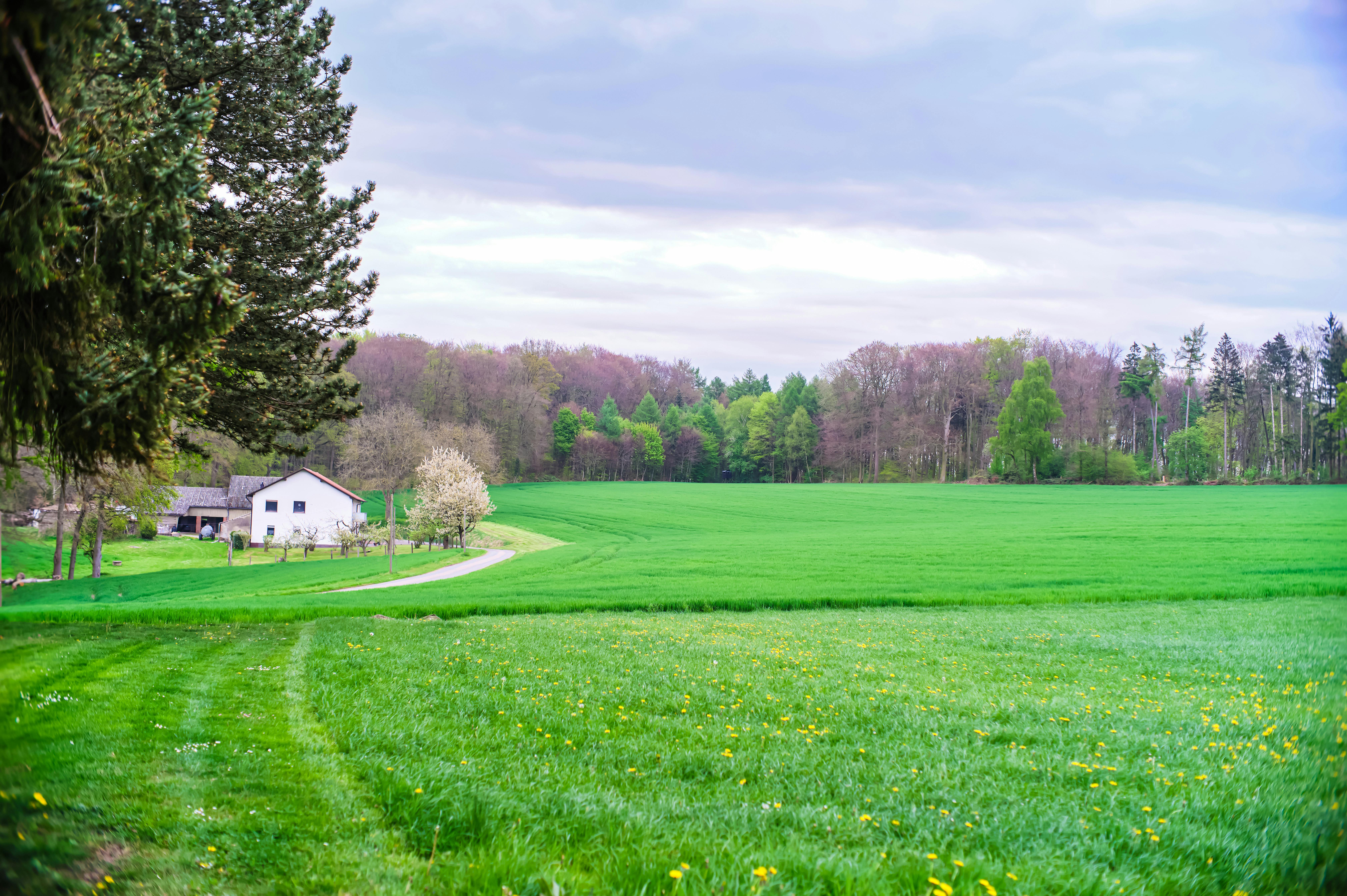 Paysage de campagne serein avec des champs verdoyants, une maison et des arbres printaniers.