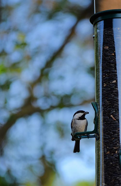 Free bird Stock Photo