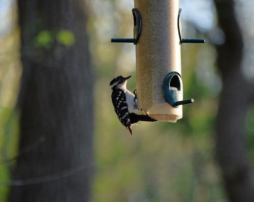 Free woodpecker Stock Photo