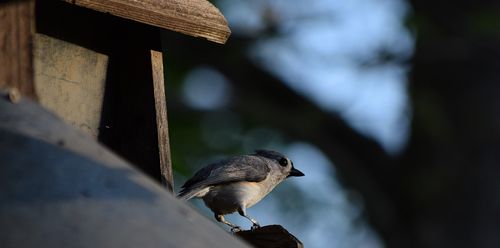 Free bird Stock Photo