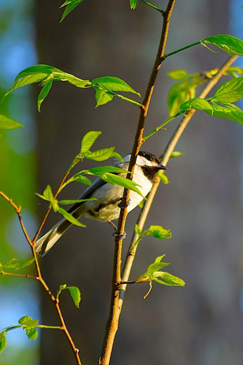 Free bird Stock Photo