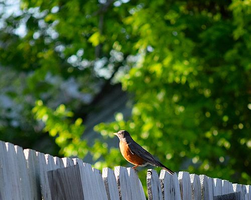 Free bird Stock Photo