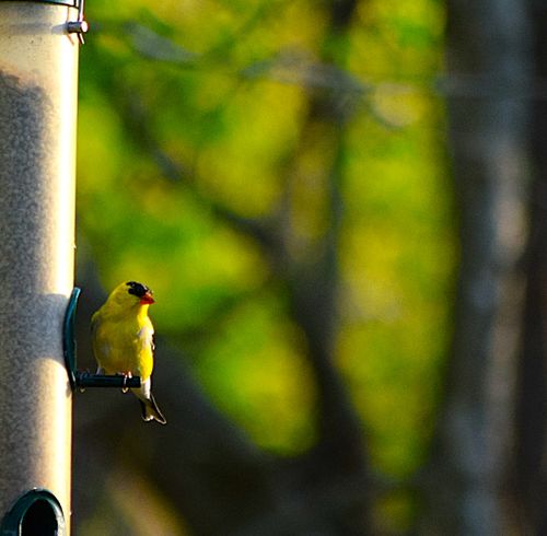 Free bird Stock Photo