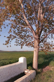 A tranquil scene of a tree and stone fountain in a lush green countryside field.