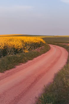 Scenic view of a winding dirt road beside vibrant yellow canola fields under a clear sky.